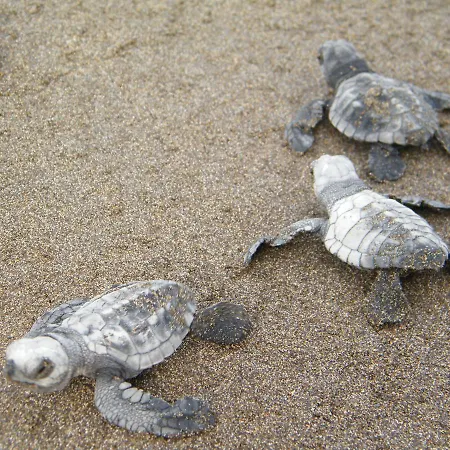 Turtle's Nest 3* Vasilikí